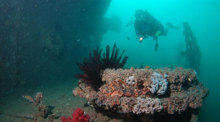 sunreef diving